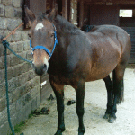 Laminitis