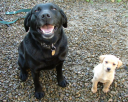 Puppy Training Course