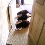3 cats