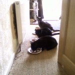 3 cats 2