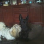 Photo-0207 (2)