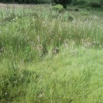 Photo-0411