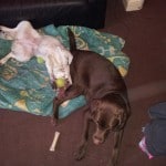 dexter and alice