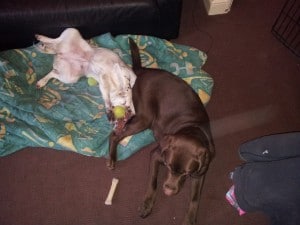 dexter and alice