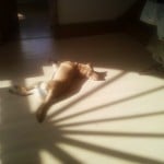 lola