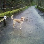 lola