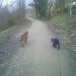 marley and charlie