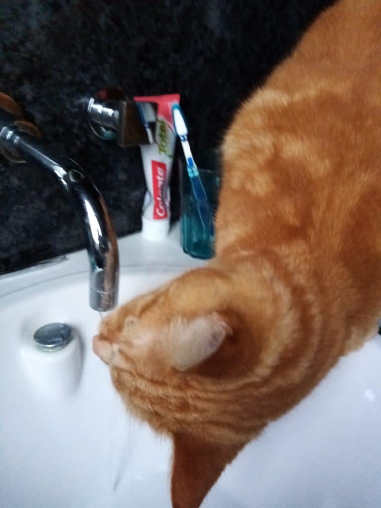 cat and tap