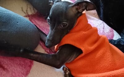 The Italian Greyhound